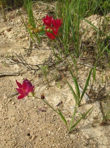 Geissorhiza erosa leaves